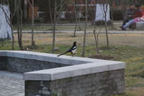 ��β����