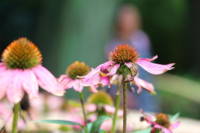 ��԰����ɹ���