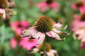 ������ή���ɹ���