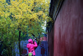 ���������Ҷ���ǽ����