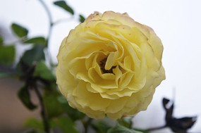 ������ʮ��