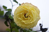 ��θ�ʮ��Ļ�