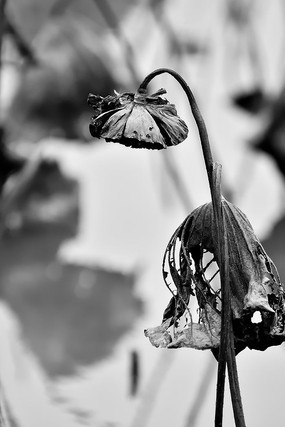 ����ĺ�Ҷ����