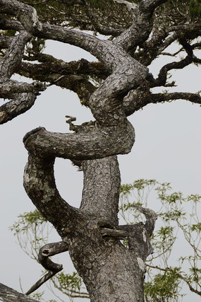 ǧ���������