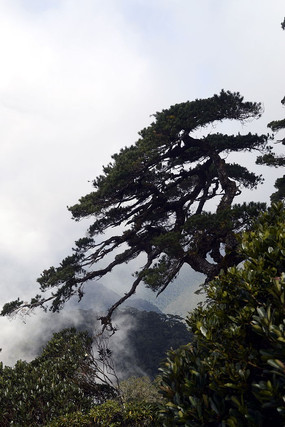 ǧ������