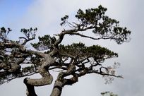 ɽ����ӭ����