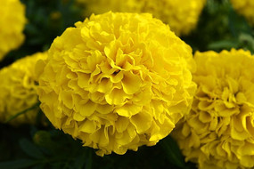 ʢ�������پ�