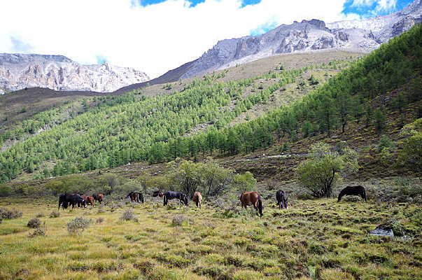 ��ԭ����