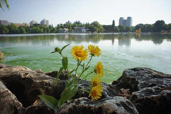 ʯͷ�ϵ�����