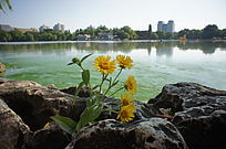 ʯͷ�ϵ�����