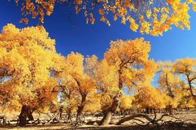 ����ɺ�����