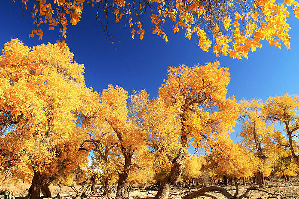 ����ɺ�����