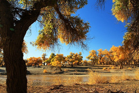 ����ɺ����ֵ������