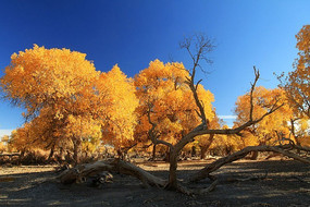 ����ɺ������ﾰ