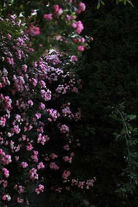 ���ֺͻ���