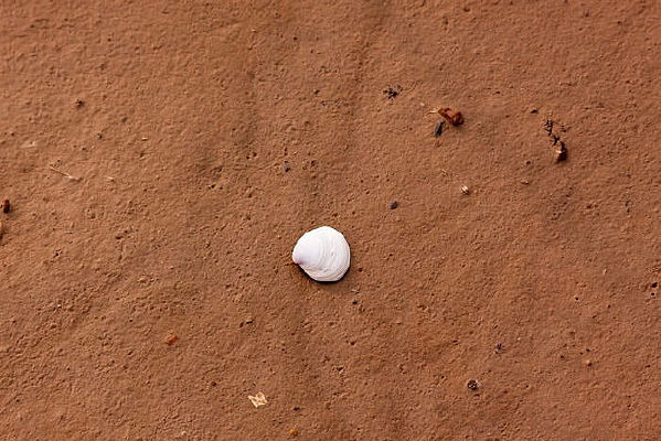 ʪ������