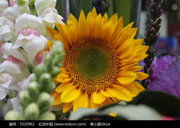 �ʻ����տ�ͼƬ