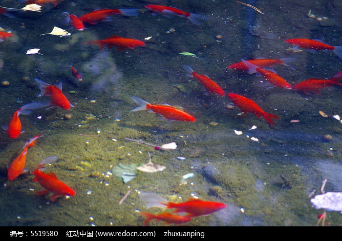 一群紅鯉魚