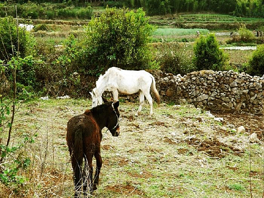 ��˩���ڻĵ������