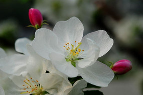 ���Ļ�����