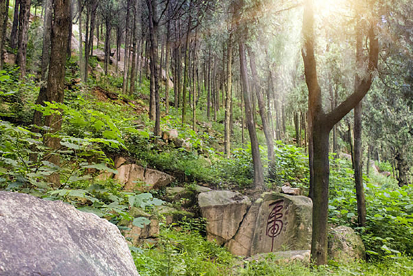 ɽ������