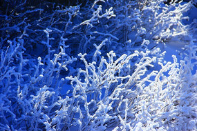 ��֦����