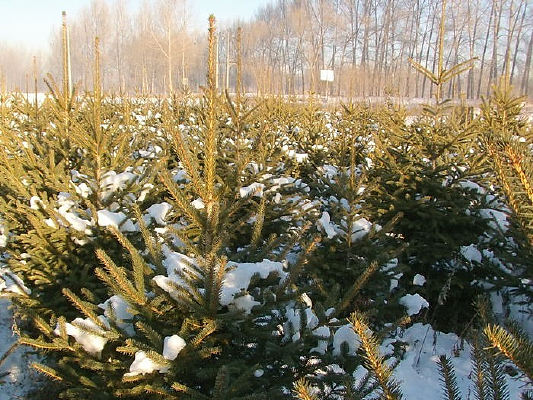 ѩ������