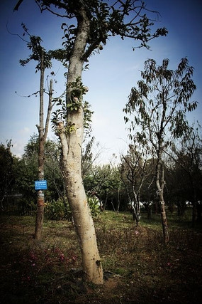 ֲ��԰����ֲ����÷��