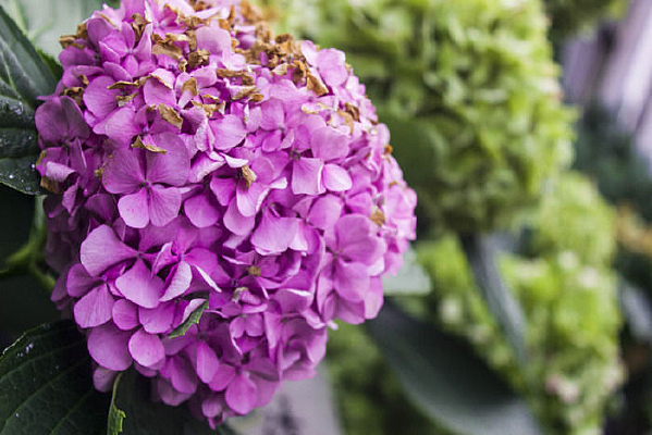 ��ɫ����