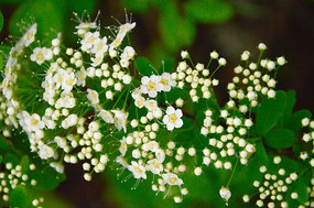 ��ɫ����