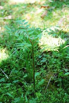 ����Ұ���㴻����