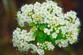 Ұ����ɫ����