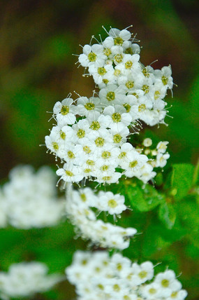 Ұ������