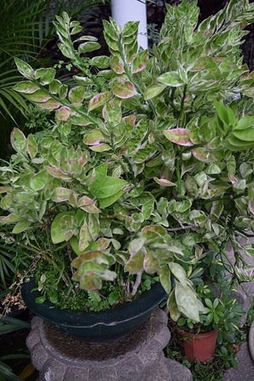 һ��Ư��Ҷ�ӵ�����