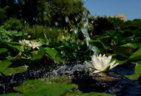 ˮ������