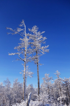 �ֺ�ѩԭ������ڡ