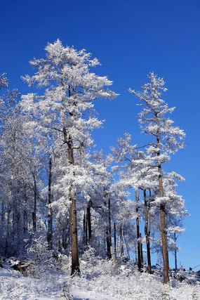 �ֺ�ѩԭ����ѩ��