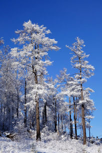 �ֺ�ѩԭ����ѩ��