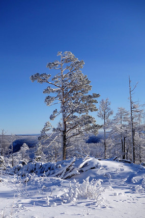 ɭ����ڡѩ��