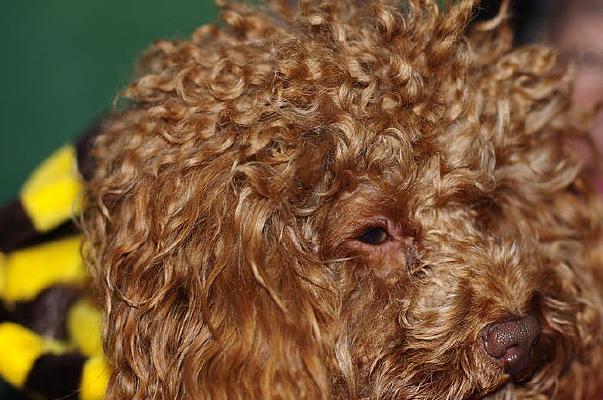 ���ﹷͷ����д