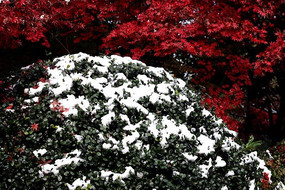 ��ɫ��Ҷ��