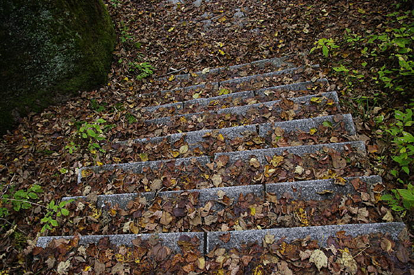 ʯ���ϵĿݻ���Ҷ