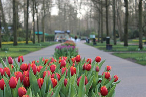 ��ķ˹�ص������㻨չ·�к�ɫ����������