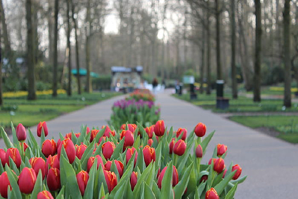 ��ķ˹�ص������㻨չ·�к�ɫ����������