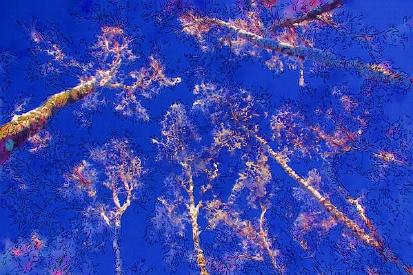 ������Ի�����������֡�