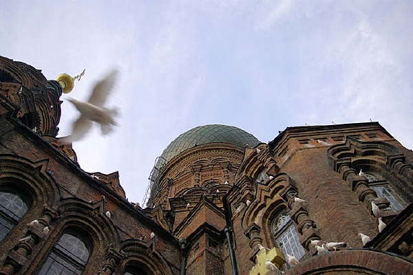 �����ϵİ׸�