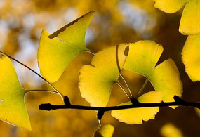 ��Ƶ�����Ҷ