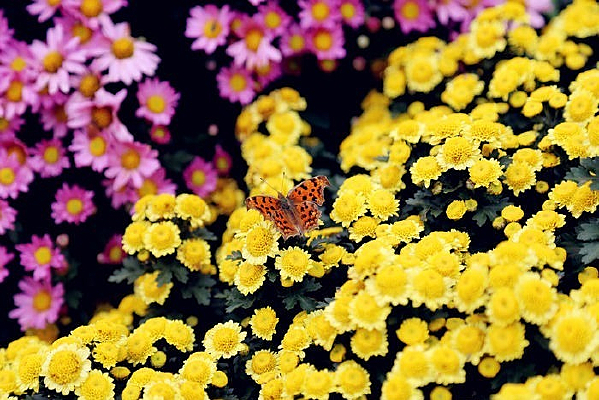 �ջ��ͺ���