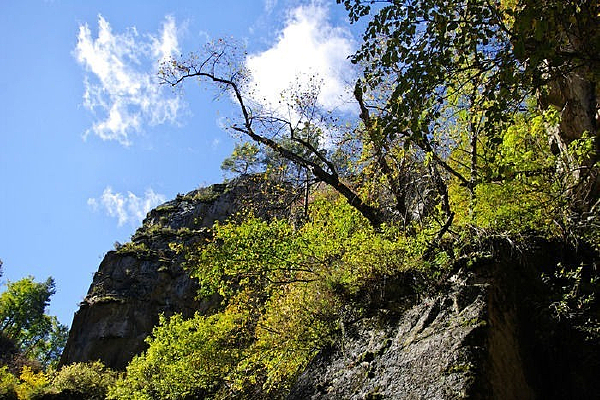 ɽ������ɫֲ��