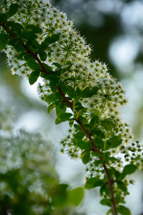 ��ɫ����